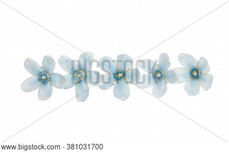 Oxypetalum Blue Flower Isolated On White Background