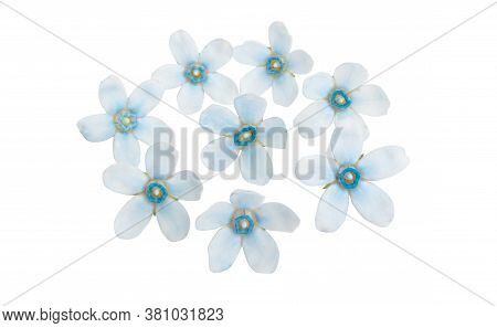 Oxypetalum Blue Flower Isolated On White Background