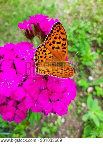 Close Up Selective Focus Open Winged Shots Of A Brown Great Spangled Fritillary Buttergly  Feeding O