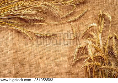 Grain Field. Whole, Barley, Harvest Wheat Sprouts. Wheat Grain Ear Or Rye Spike Plant On Linen Textu
