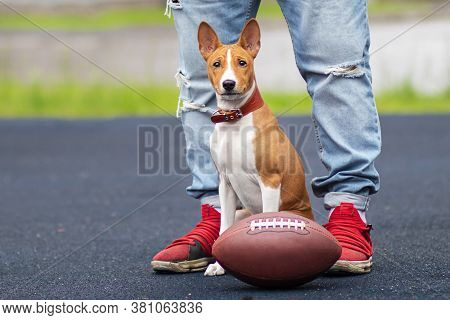 basenji pedigree