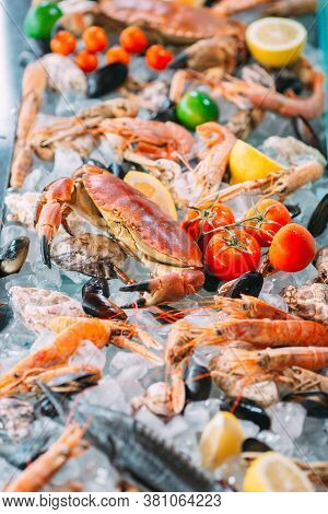 Seafood On Ice. Crabs, Sturgeon, Shellfish, Shrimp, Rapana, Dorado, On White Ice.