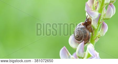 Funny Snail With A Spotted Shell And Horns Sitting On A Delicate Lupine Flower