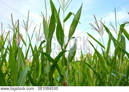 Corn Agricultural Field Close Up Summer Harves Season Summer Vegetables Growing