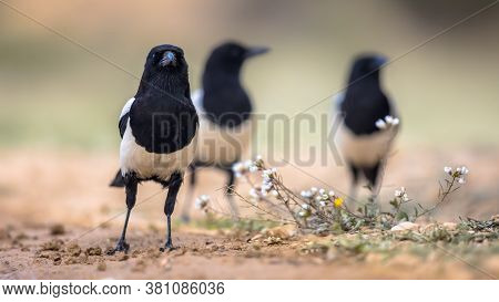 Eurasian Magpie (pica Pica) Group In Garden Walking Towards Camera In Spanish Pyrenees, Vilagrassa, 