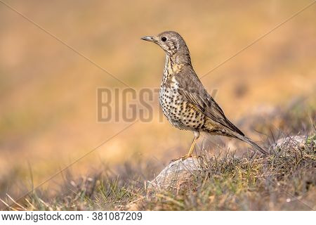 Mistle Thrush (turdus Viscivorus) Perched On Rock In Spanish Pyrenees, Catalonia, Spain. April. Foun