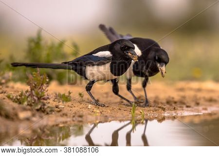 Two Eurasian Magpie (pica Pica) Gathering Nesting Material From Pond In Spanish Pyrenees, Vilagrassa