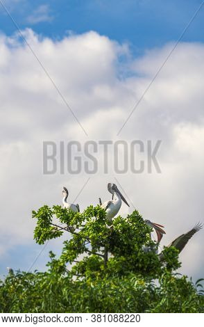 Pelicans Sitting On Top Of Trees