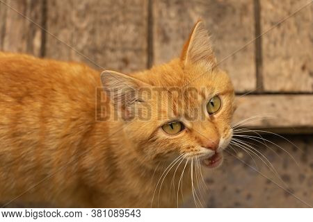 A Brown Cat Meowing And Wait Meows