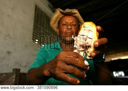 Ilheus, Bahia / Brazil - November 21, 2011: Employee Of A Cocoa Plantation Farm Is Seen During Harve