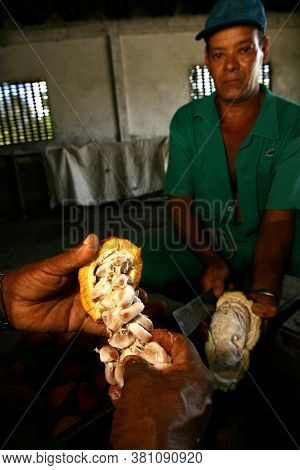 Ilheus, Bahia / Brazil - November 21, 2011: Employee Of A Cocoa Plantation Farm Is Seen During Harve