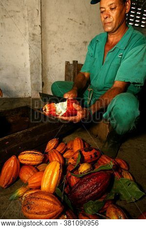 Ilheus, Bahia / Brazil - November 21, 2011: Employee Of A Cocoa Plantation Farm Is Seen During Harve