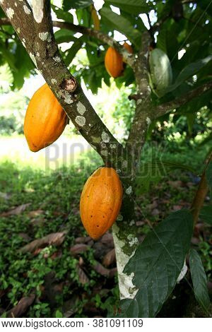 Ilheus, Bahia / Brazil - November 21, 2011: Cocoa Plantation On A Chocolate Production Farm In The C