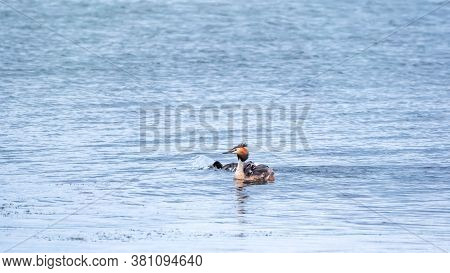 The Waterfowl Bird Great Crested Grebe Swimming In The Calm Lake. The Great Crested Grebe, Podiceps 