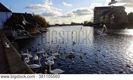 Swams Ducks And Seagull Swiming In A Stream