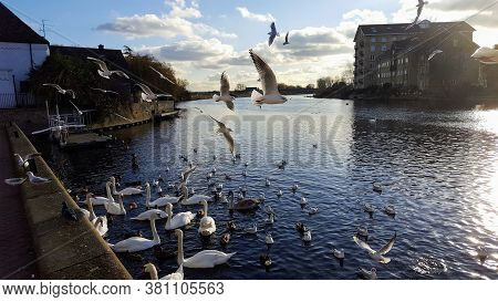 Seagulls Flying And Swams And Ducks Swimming