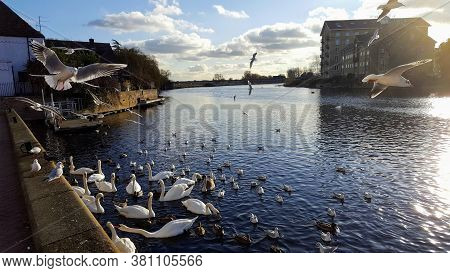Swams Ducks And Seagulls In The Water