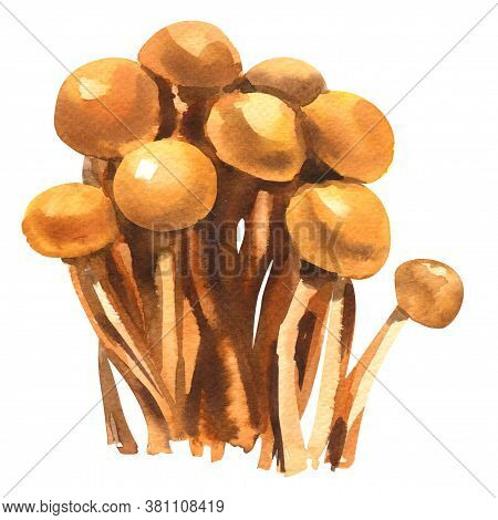Nameko Mushrooms, Traditional Japanese Food, Nameko Pholiota Microspora, Isolated, Hand Drawn Waterc