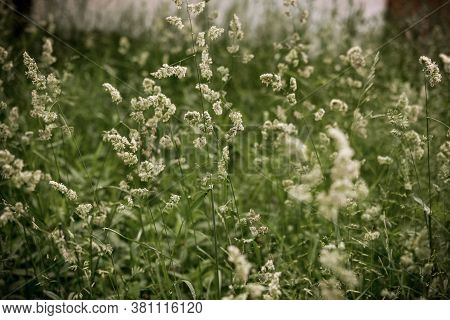Phalaris Arundinacea Or Reed Canary Grass, Selective Focus