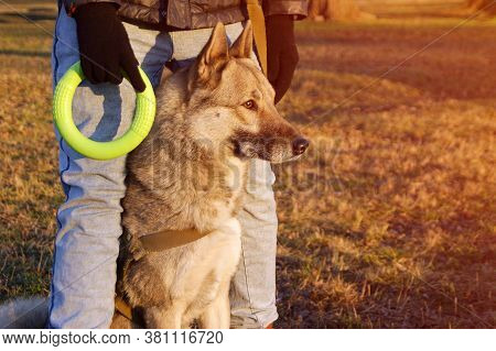 West Siberian Husky Is Sitting Next To His Master. The Owner Is Holding A Green Rubber Toy.