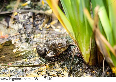 A Common Toad Bufo Bufo On The Edge Of A Pond.