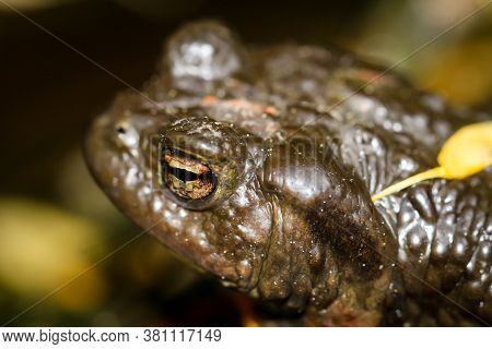 A Common Toad Bufo Bufo On The Edge Of A Pond.