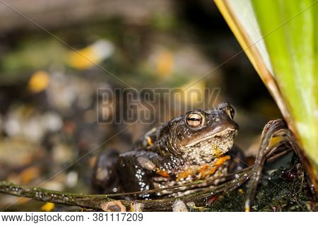 A Common Toad Bufo Bufo On The Edge Of A Pond.