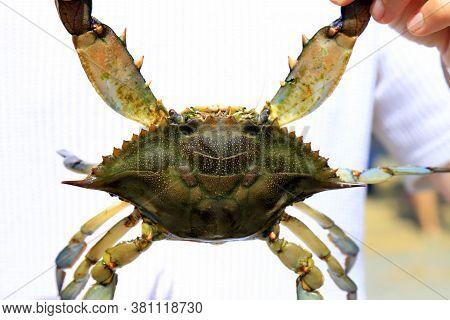 The Man Is Holding A Large Blue Crab Callinectes Sapidus With Big Claws. Crab Fishing, Gourmet Seafo
