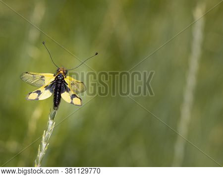 Owlfly Libelloides Macaronius Male - Yellow And Black Insect On Grass
