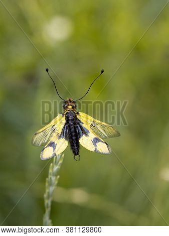 Owlfly Libelloides Macaronius Male - Yellow And Black Insect On Grass