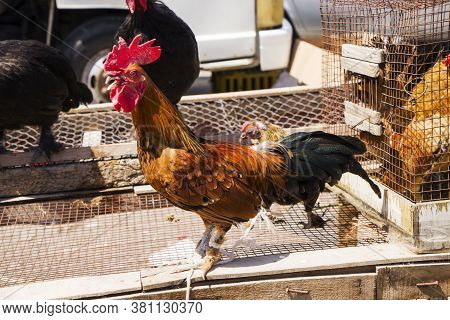 Roosters And Hens With Black And Red Plumage Are Sold On The Market