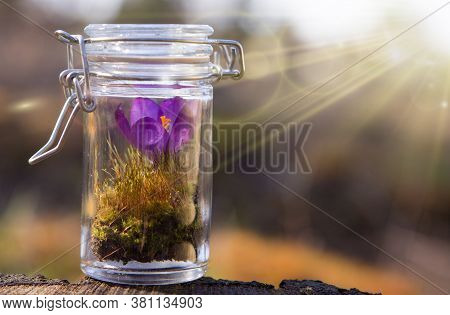 Flasks With Medicinal  Fresh Herbs (selective Focus)
