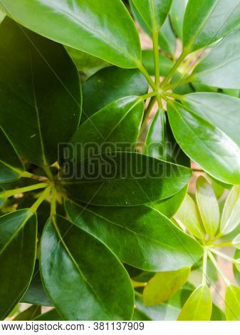 Green Leaves Scenery Of A Plant From Top Angle.the Leaves Are Dark Green And Light Green Colored.the