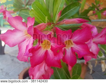 Desert Rose, Adenium Tree Blooming  Close Up