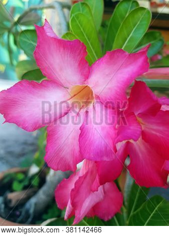 Desert Rose, Adenium Tree Blooming Close Up