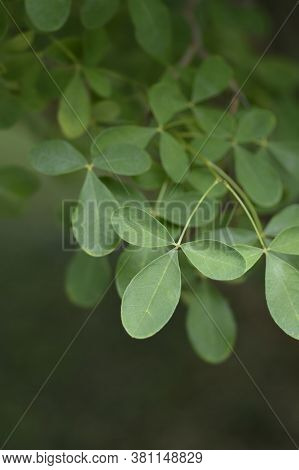 Dalmatian Laburnum Leaves - Latin Name - Petteria Ramentacea
