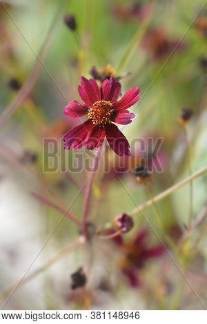 Tickseed Red Satin Flower - Latin Name - Coreopsis Red Satin