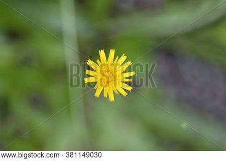 Bulbous Dandelion - Latin Name - Leontodon Tuberosus