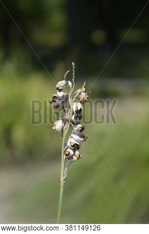 Powdery Alligator-flag Seeds - Latin Name - Thalia Dealbata