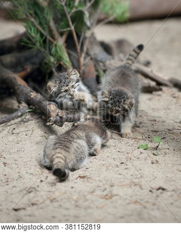 Pallas's Cat (otocolobus Manul). Manul Is Living In The Grasslands And Montane Steppes Of Central As