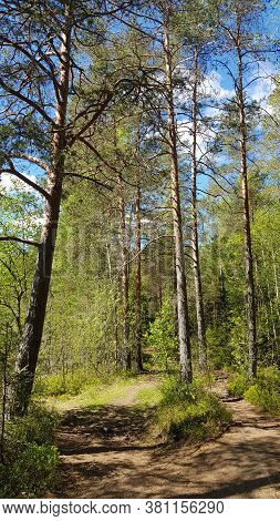 Track In Spring Forest