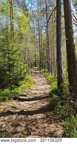 Track In Spring Forest
