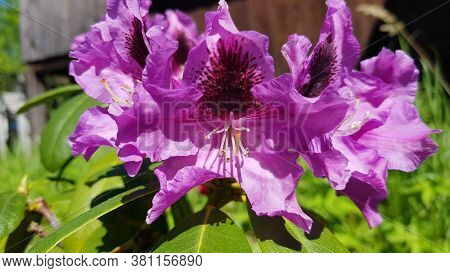 Catawba Rhododendron Cultivar (rhododendron Catawbiense) In Park