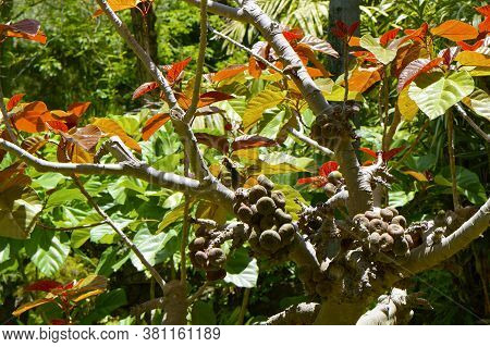 Roxburgh Fig Latin Name Ficus Auriculata Autumn Leaves And Fruit