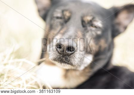 Old And Sick Dog Dying Of Cancer
