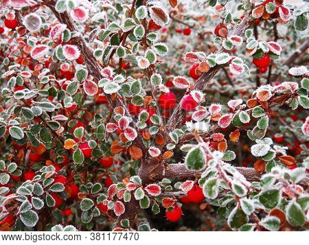 Close-up Of Frost Red Berries On Tree. Cotoneaster Dammeri