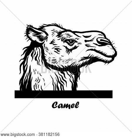 Peeking Camel - Funny Camel Peeking Out - Face Head Isolated On White