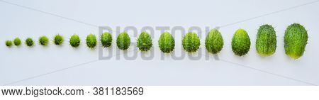 Ecballium Isolated On White Background. Ecballiums Lie In A Row.