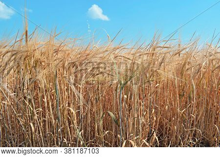 Golden Wheat Field. Beautiful Nature Sunset Landscape. Prerequisites For The Maturation Of Ears Of M