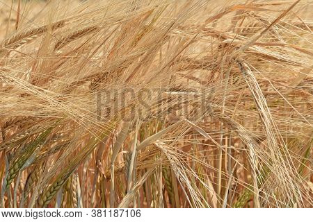 Golden Wheat Field. Beautiful nature Sunset Landscape. Prerequisites for the maturation of ears of m